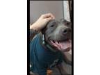 Adopt Silvee a Gray/Blue/Silver/Salt & Pepper Pit Bull Terrier / Mixed dog in