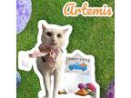 Adopt Artemis a White Domestic Shorthair / Mixed cat in Brawley, CA (35158182)