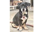 Adopt Top Hat IN FOSTER a Black Basset Hound / Mixed dog in New Orleans