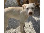 Adopt Washington a Tan/Yellow/Fawn Hound (Unknown Type) / Mixed dog in Carlisle