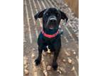 Adopt Shadow a Black - with White Labrador Retriever / Mixed Breed (Medium) /