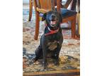 Adopt Myrtle a Black Labrador Retriever / Mixed dog in Ellisville, MO (37673525)