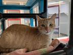 Adopt Sundance a Gray or Blue (Mostly) Domestic Shorthair / Mixed Breed (Medium)