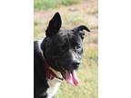 Adopt Seraphina a Black Basset Hound / Border Collie / Mixed dog in Gulfport