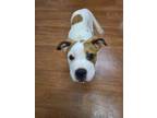 Adopt Biscuit a White American Pit Bull Terrier / Mixed Breed (Medium) / Mixed