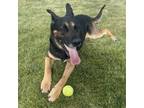 Adopt Pharaoh a Black German Shepherd Dog / Mixed dog in Kanab, UT (32776539)