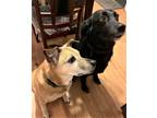 Adopt Maxine a Black Labrador Retriever / Mixed dog in Hicksville, NY (37792179)