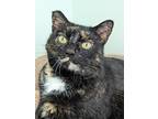 Adopt Isabell a All Black Domestic Shorthair / Domestic Shorthair / Mixed cat in