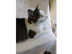 Adopt Lucky Girl a Black & White or Tuxedo Domestic Longhair (long coat) cat in