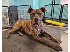 Adopt CHAPO a Brindle American Staffordshire Terrier / Mixed dog in Las Vegas