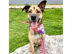 Adopt Chapo a Black German Shepherd Dog / Mixed dog in Austin, TX (37480603)