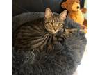 Adopt Billionaire a Brown Tabby Domestic Shorthair (short coat) cat in Houston