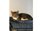 Adopt Clyde a Brown Tabby Domestic Shorthair (short coat) cat in Houston