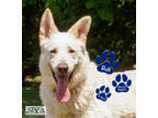 Adopt Bolt a White German Shepherd Dog / Mixed dog in Williamsport