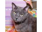 Adopt Tyler a Gray or Blue Domestic Shorthair (short coat) cat in Stamford