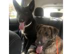 Adopt Boo a Black Husky / Mixed Breed (Medium) / Mixed dog in Columbus