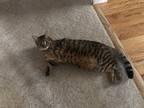 Adopt Kitty a Spotted Tabby/Leopard Spotted Domestic Shorthair (short coat) cat