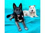 Adopt Summit! a Black - with Tan, Yellow or Fawn Shepherd (Unknown Type) / Mixed