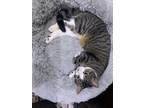 Adopt Oliver a Gray, Blue or Silver Tabby Domestic Shorthair (short coat) cat in