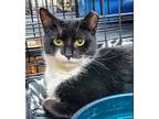 Adopt Lucy Goosey a Black (Mostly) Domestic Shorthair (short coat) cat in New