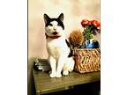 Adopt Charming a White (Mostly) Domestic Shorthair (short coat) cat in New York