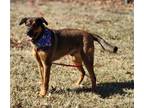 Adopt Robby a Red/Golden/Orange/Chestnut - with Black Rottweiler / Shepherd