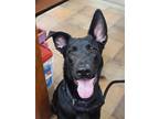 Adopt Shadow Cat a Black Shepherd (Unknown Type) / Mixed dog in Fort Worth