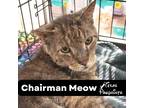 Adopt Chairman Mewo a Tiger Striped Domestic Shorthair (short coat) cat in