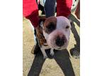Adopt Sweetie a White American Pit Bull Terrier / Mixed dog in Selma
