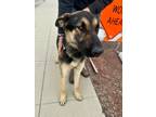 Adopt Duke a Black German Shepherd Dog / Mixed dog in Selma, CA (37552347)