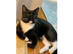 Adopt Jazzy Jeff a Black & White or Tuxedo Domestic Shorthair cat in New York