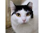 Adopt Quack a White Domestic Shorthair / Domestic Shorthair / Mixed cat in
