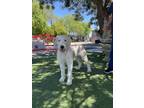 Adopt Pebbles a Gray/Silver/Salt & Pepper - with White Old English Sheepdog /