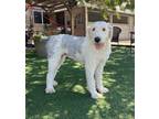 Adopt Sassy a Gray/Silver/Salt & Pepper - with White Old English Sheepdog /