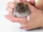 Adopt Nutmeg a White Rat / Rat / Mixed small animal in Kingston, ON (37445050)
