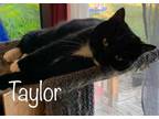 Adopt Taylor a All Black Domestic Shorthair / Domestic Shorthair / Mixed cat in