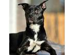 Adopt Bram a Black Labrador Retriever / American Pit Bull Terrier / Mixed dog in