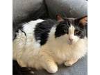 Adopt Judah a White Domestic Longhair / Mixed cat in N Las Vegas, NV (37607481)