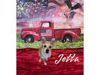 Adopt Jetta a Pit Bull Terrier