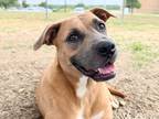 Adopt Daria a Tan/Yellow/Fawn Mixed Breed (Medium) / Mixed dog in Georgetown
