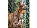 Adopt Lilly, athletic, affectionate & amazing! a Greyhound, Whippet