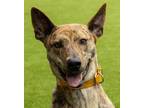 Adopt Rey, happy, friendly & adores people! a Cattle Dog, Greyhound