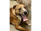 Adopt Clyde a Catahoula Leopard Dog / Cattle Dog / Mixed dog in Gilmer