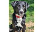 Adopt Eggs a Black - with White Mixed Breed (Medium) / Mixed dog in Crocker