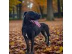 Adopt Octavia a Mixed Breed (Medium) / Mixed Breed (Medium) / Mixed dog in
