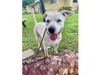 Adopt Raine a American Pit Bull Terrier / Mixed dog in Sebastian, FL (35479125)