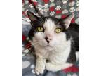 Adopt Woody a Domestic Shorthair / Mixed (short coat) cat in Valley Park