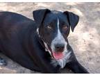 Adopt Regaliz a Black - with White Blue Heeler / Pit Bull Terrier dog in