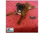 Adopt Sophie 2023-1 a Boxer