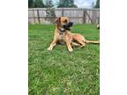 Adopt Dexter a Tan/Yellow/Fawn Beagle / Shepherd (Unknown Type) dog in